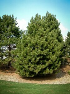 Сосна Чёрная (Pinus Nigra) купить по цене от 270.00р. в интернет-магазине «Посадика» с доставкой почтой в в Жирновске и по всей России – [изображение №1].