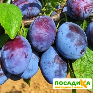 Слива Чачакская ранняя купить по цене от 229.00р. в интернет-магазине «Посадика» с доставкой почтой в в Жирновске и по всей России – [изображение №1].