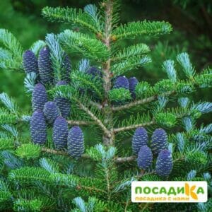 Пихта корейская (Abies koreana) купить по цене от 450.00р. в интернет-магазине «Посадика» с доставкой почтой в в Жирновске и по всей России – [изображение №1].