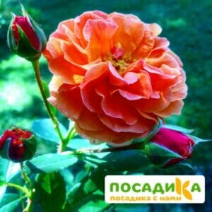 Роза Арабия купить по цене от 350.00р. в интернет-магазине «Посадика» с доставкой почтой в в Жирновске и по всей России – [изображение №1].