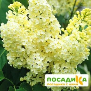 Сирень Примроуз (Primrose) купить по цене от 529.00р. в интернет-магазине «Посадика» с доставкой почтой в в Жирновске и по всей России – [изображение №1].