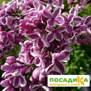 Сирень Сенсация купить по цене от 529.00р. в интернет-магазине «Посадика» с доставкой почтой в в Жирновске и по всей России – [изображение №1].