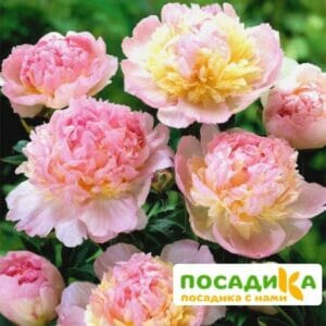 Пион Распберри Сандей (Paeonia Raspberry Sundae) купить по цене от 959р. в интернет-магазине «Посадика» с доставкой почтой в в Жирновске и по всей России – [изображение №1].