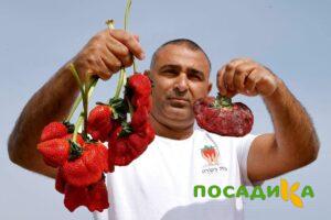 Клубника Гигант Джорнея купить по цене от 266р. в интернет-магазине «Посадика» с доставкой почтой в в Жирновске и по всей России – [изображение №1].