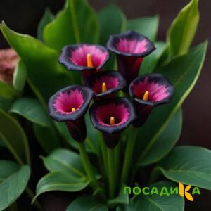 Калла Аура Лейс купить по цене от 400р. в интернет-магазине «Посадика» с доставкой почтой в в Жирновске и по всей России – [изображение №1].