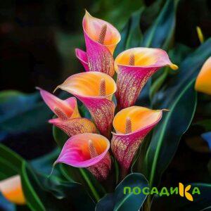 Калла Оникс купить по цене от 450р. в интернет-магазине «Посадика» с доставкой почтой в в Жирновске и по всей России – [изображение №1].
