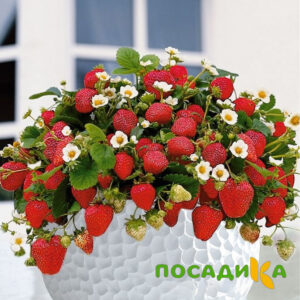 Клубника Рубиновый Шепот (горшечная) купить по цене от 240р. в интернет-магазине «Посадика» с доставкой почтой в в Жирновске и по всей России – [изображение №1].