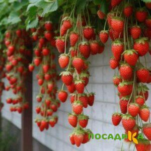 Клубника вьющаяся Комплимент купить по цене от 470р. в интернет-магазине «Посадика» с доставкой почтой в в Жирновске и по всей России – [изображение №1].