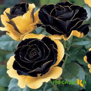 Роза Ханни Сикл купить по цене от 700р. в интернет-магазине «Посадика» с доставкой почтой в в Жирновске и по всей России – [изображение №1].