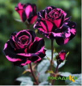 Роза Багровый Шепот купить по цене от 366р. в интернет-магазине «Посадика» с доставкой почтой в в Жирновске и по всей России – [изображение №1].