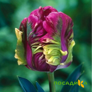 Тюльпан Экзотик Хэвен купить по цене от 186р. в интернет-магазине «Посадика» с доставкой почтой в в Жирновске и по всей России – [изображение №1].