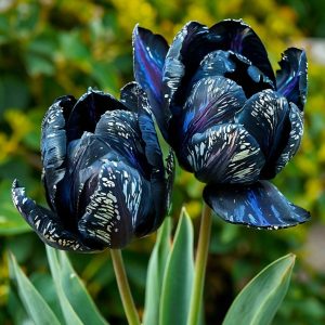 Тюльпан Блю Фог купить по цене от 500р. в интернет-магазине «Посадика» с доставкой почтой в в Жирновске и по всей России – [изображение №1].