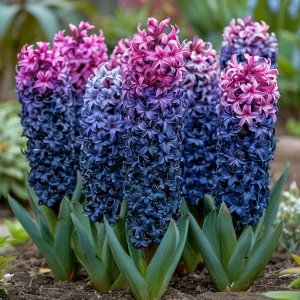 Гиацинт Блю Спринг купить по цене от 2099р. в интернет-магазине «Посадика» с доставкой почтой в в Жирновске и по всей России – [изображение №1].