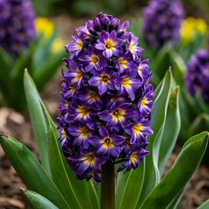 Гиацинт Вельвет Колор купить по цене от 2099р. в интернет-магазине «Посадика» с доставкой почтой в в Жирновске и по всей России – [изображение №1].