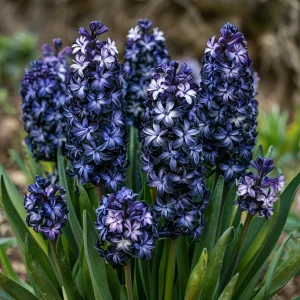 Гиацинт Блум Клауд купить по цене от 2099р. в интернет-магазине «Посадика» с доставкой почтой в в Жирновске и по всей России – [изображение №1].