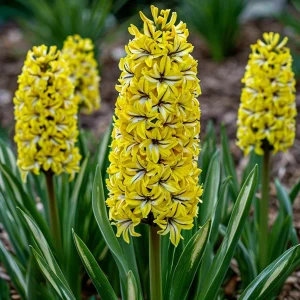 Гиацинт Сансет Голд купить по цене от 2099р. в интернет-магазине «Посадика» с доставкой почтой в в Жирновске и по всей России – [изображение №1].